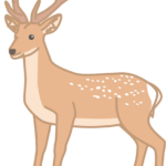 Deer C